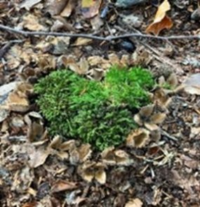 Resilienz.jpg_1435012078